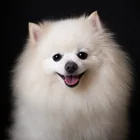 Maggie the Pomeranian, Maggie Search mascot