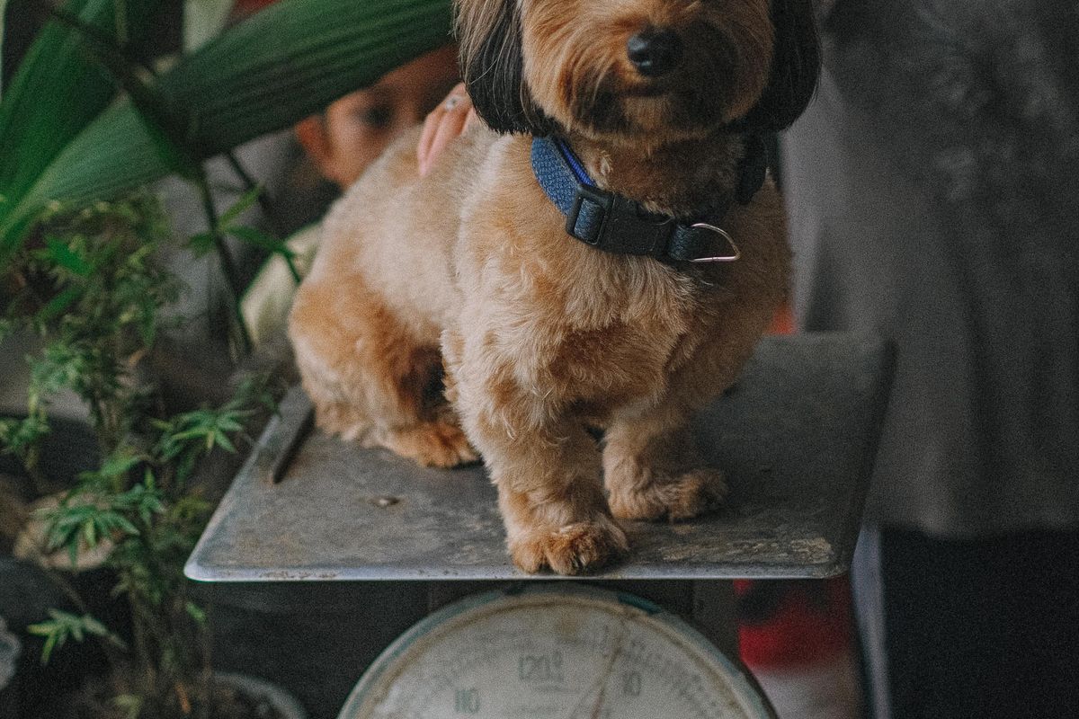 Dog being weighed — bodyweight affects Librela dose and cost