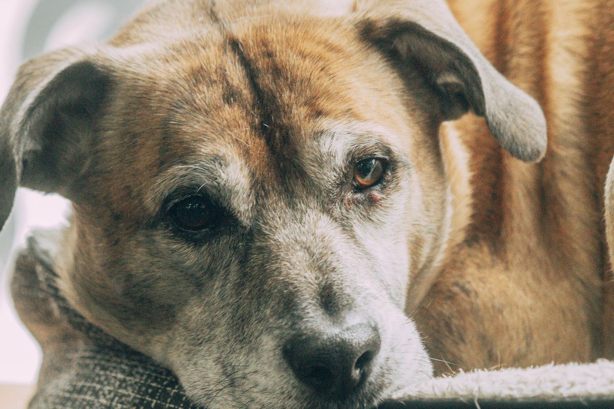 Senior dog with arthritis resting at home
