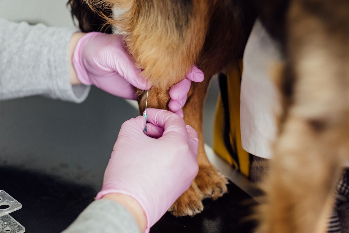 Vet administering a monthly Librela injection to a dog