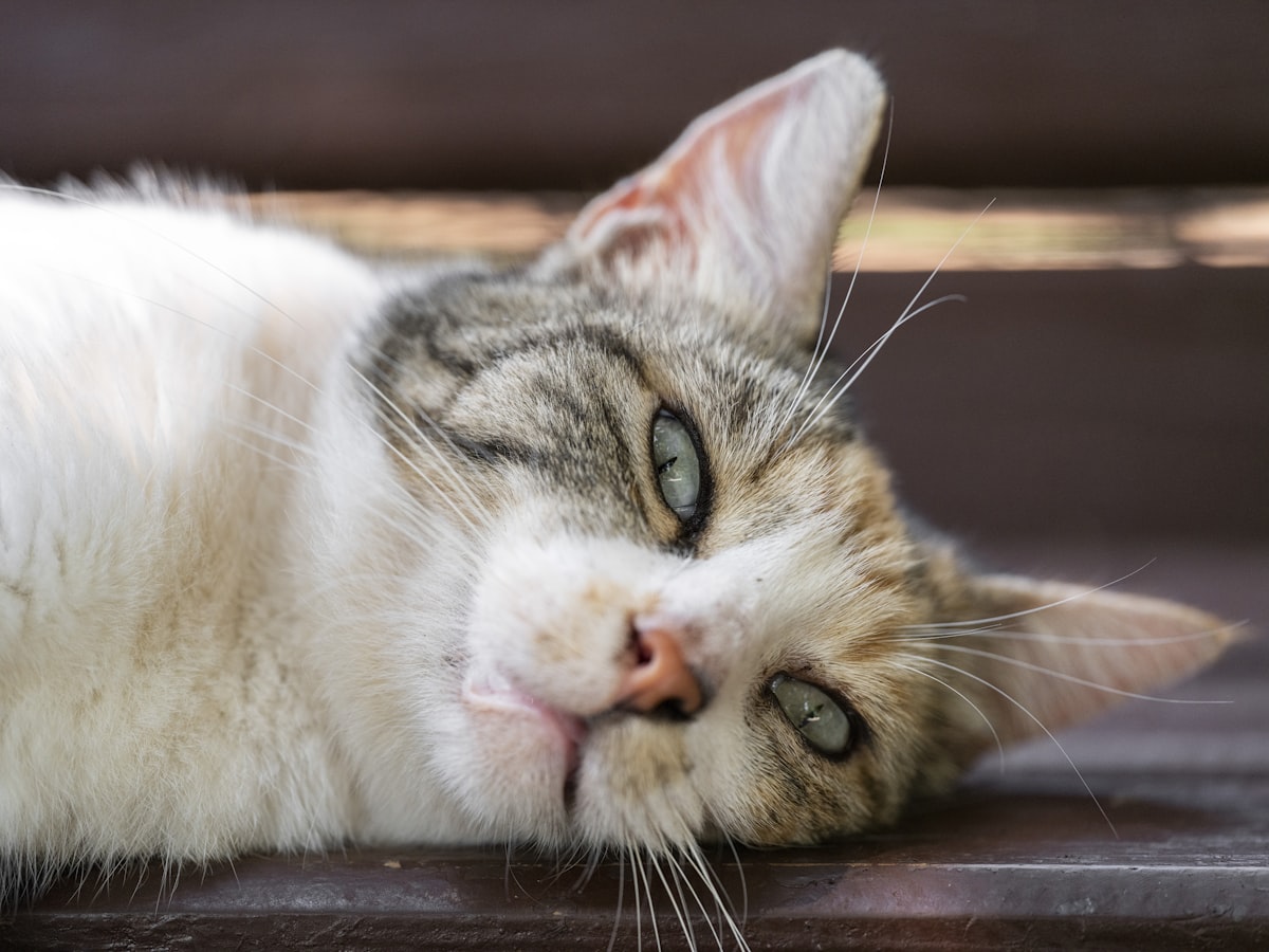 A calm senior cat resting peacefully at home