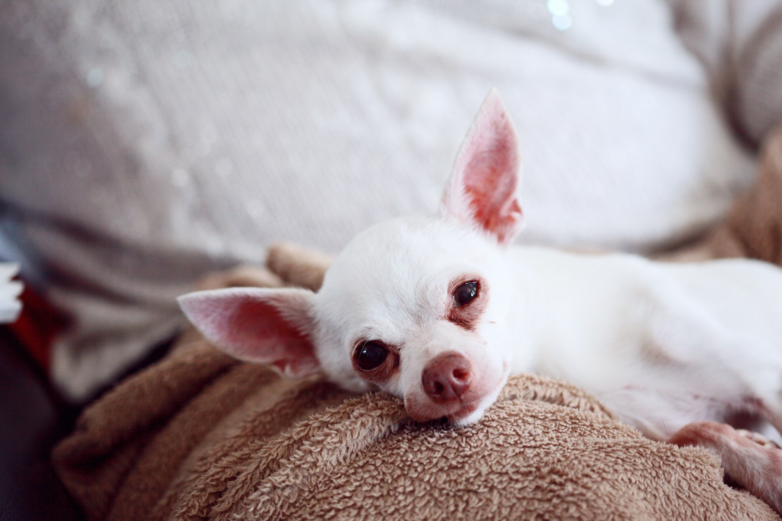 An older small dog resting at home — a much-loved senior pet